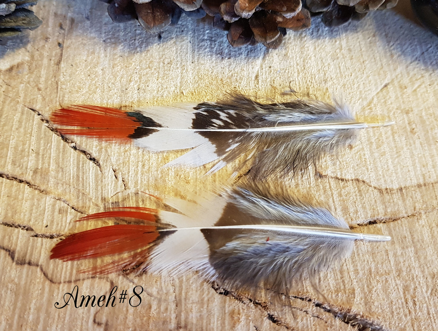 2x Amehurst Feathers