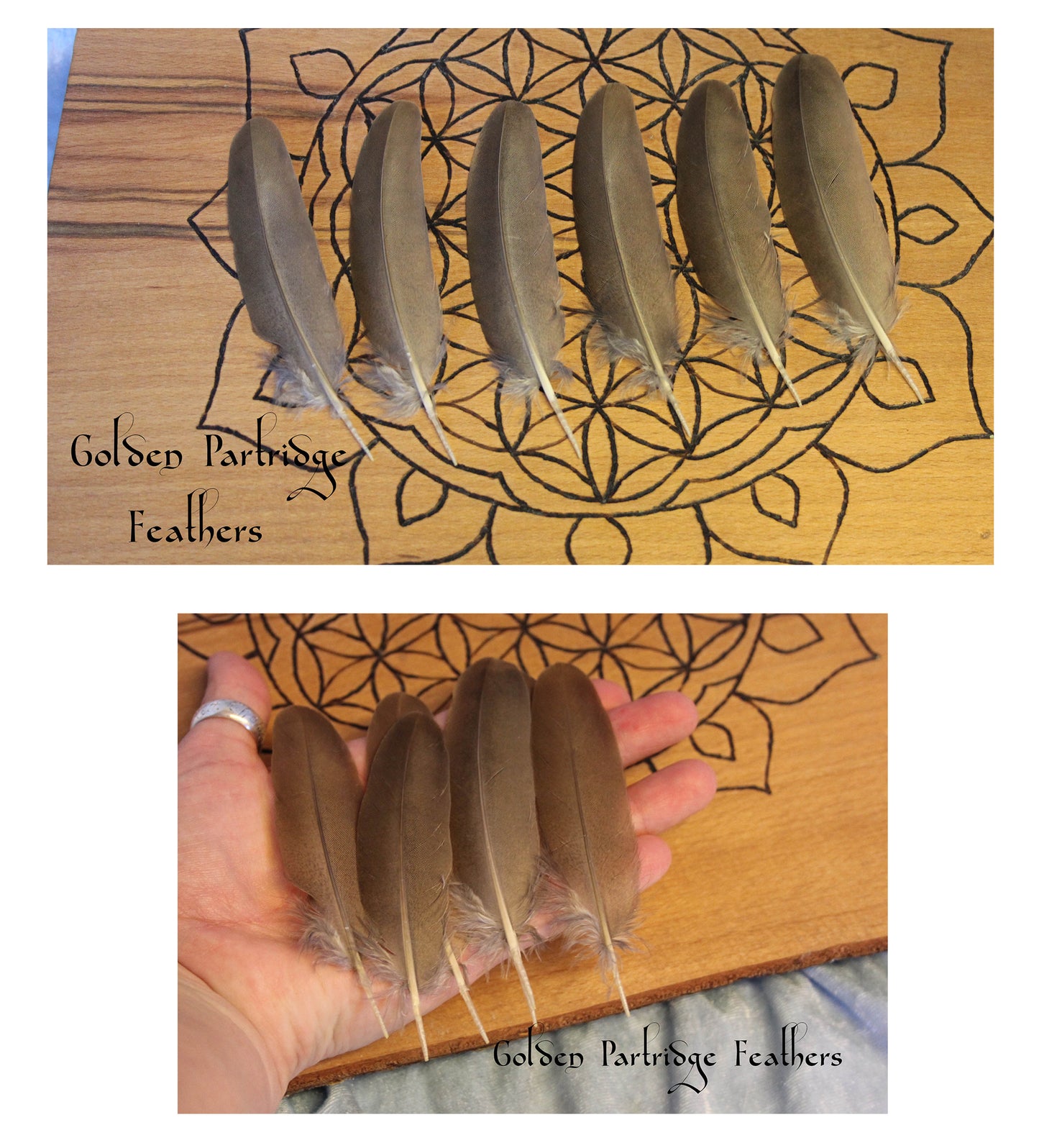 Golden Patridge Feathers - x6