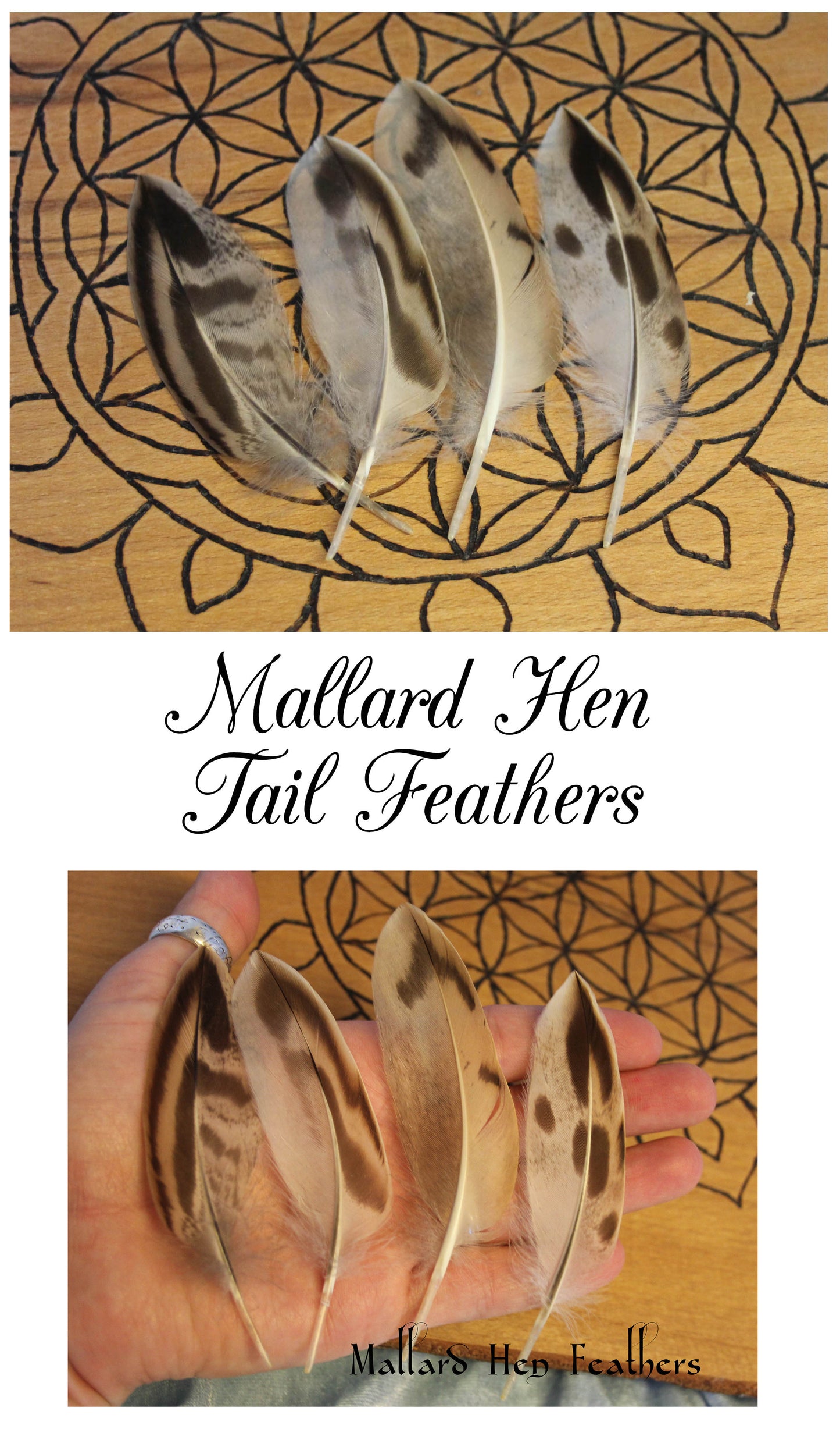 Mallard Hen Tail Feathers - x4