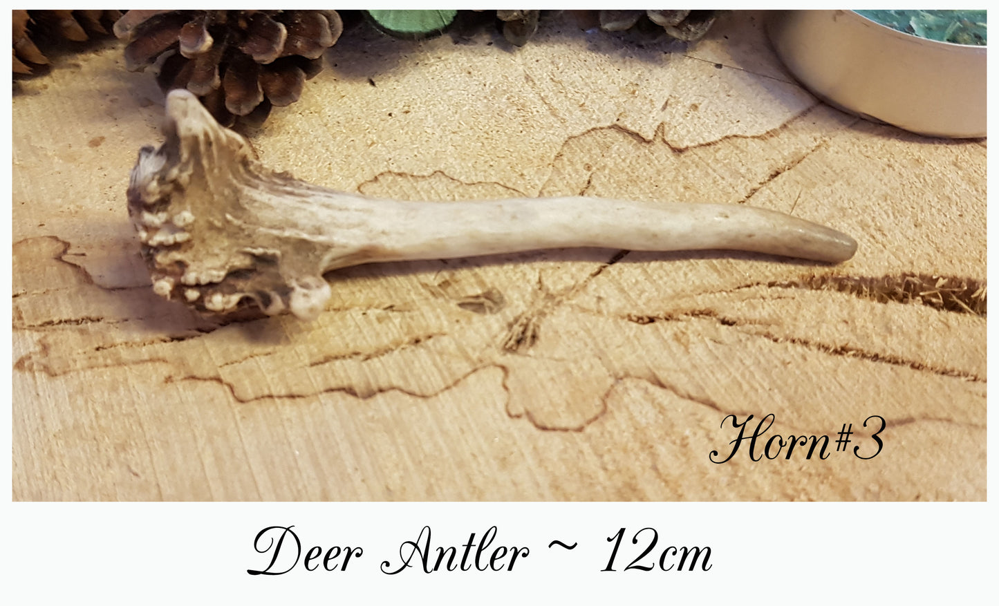 Deer Antler - #3