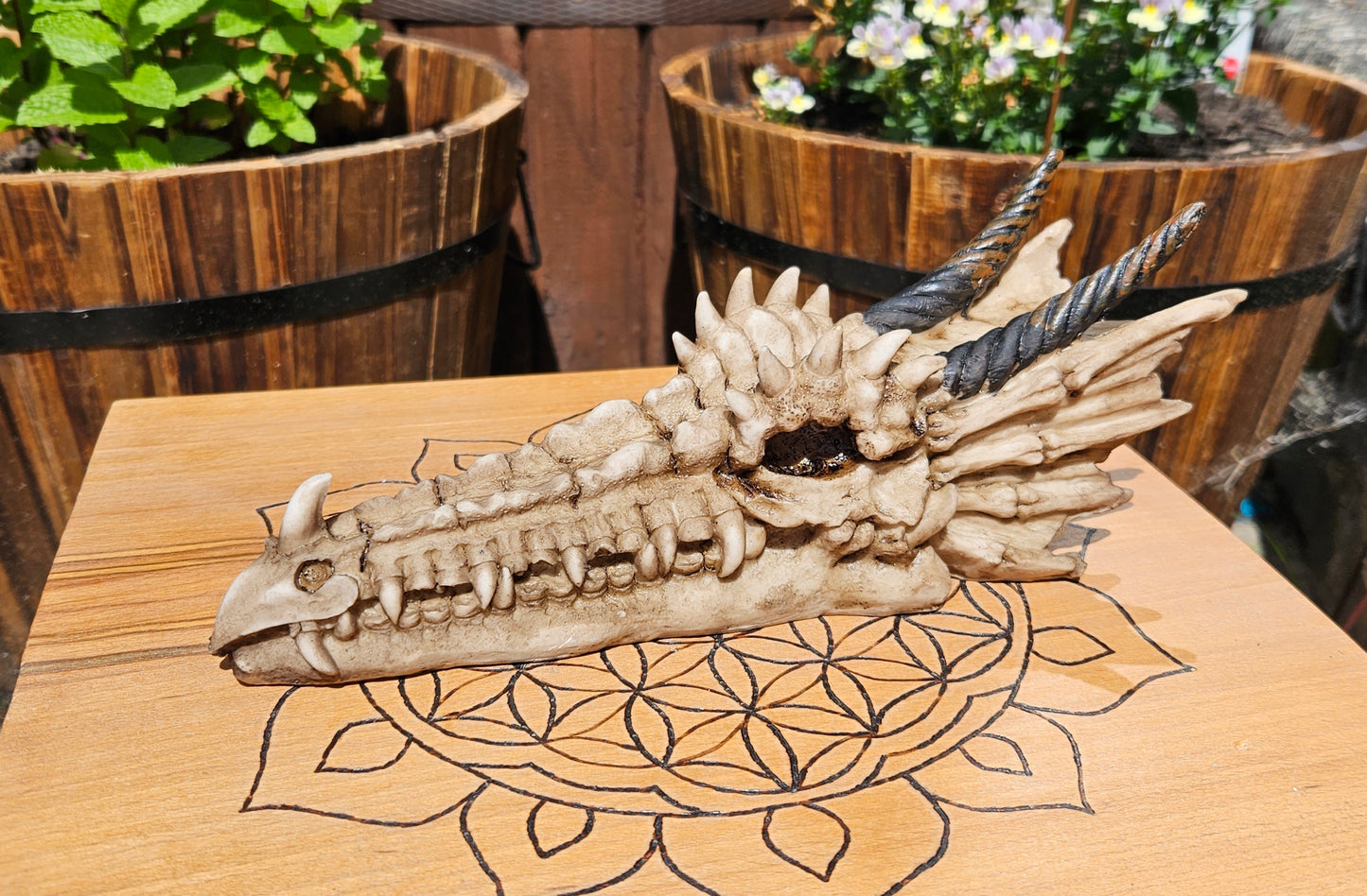Nemesis Now ~ Drago Skull Incense Holder ~ New and Boxed