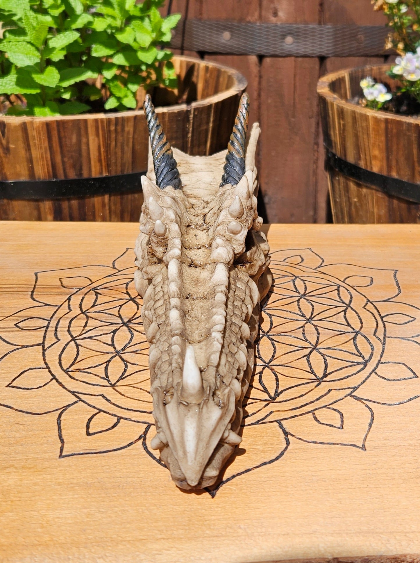Nemesis Now ~ Drago Skull Incense Holder ~ New and Boxed
