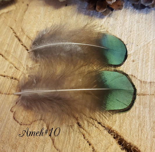 2x Green Amehurst Feathers
