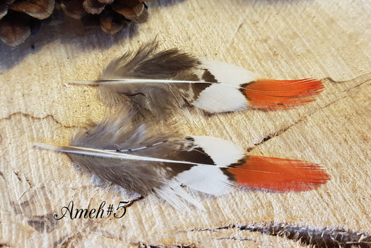 2x Amehurst Feathers