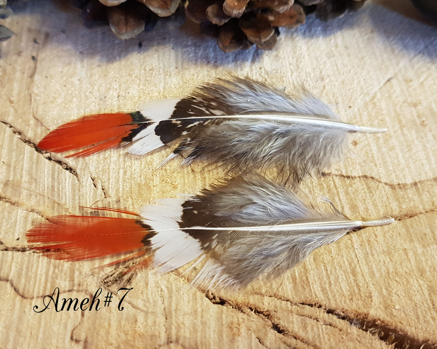 2x Amehurst Feathers