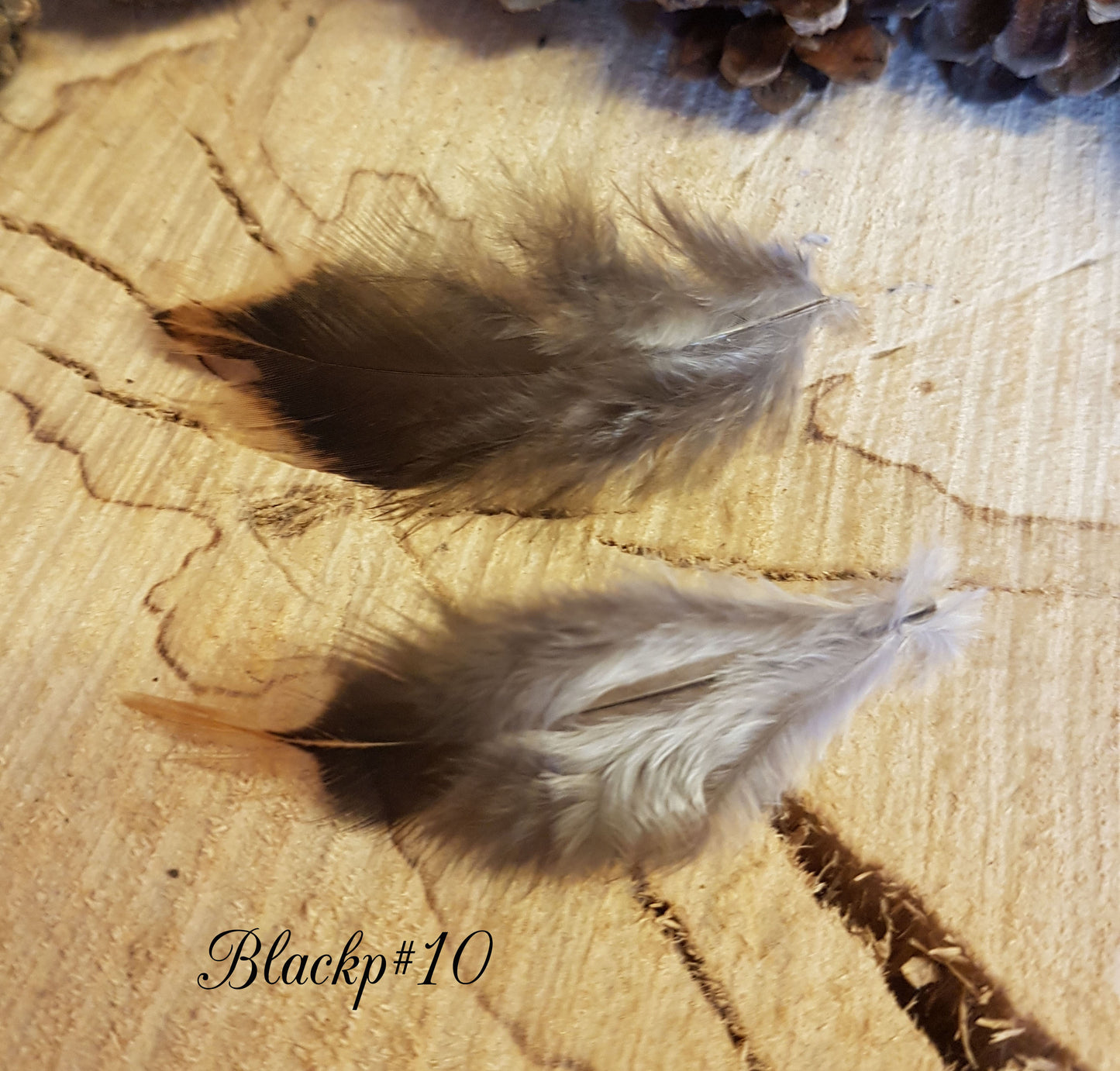 2x Black Pheasant Feathers