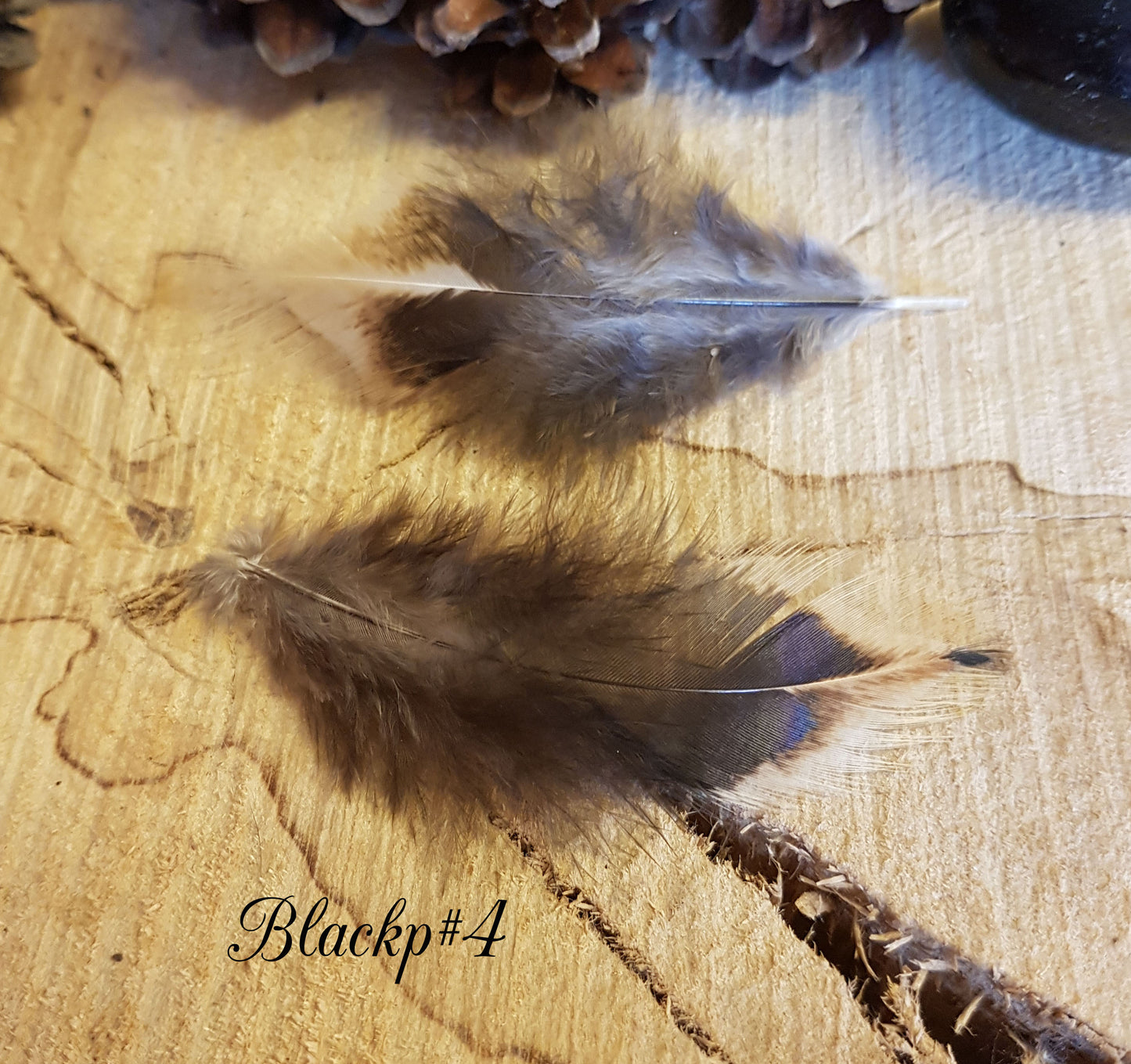 2x Black Pheasant Feathers