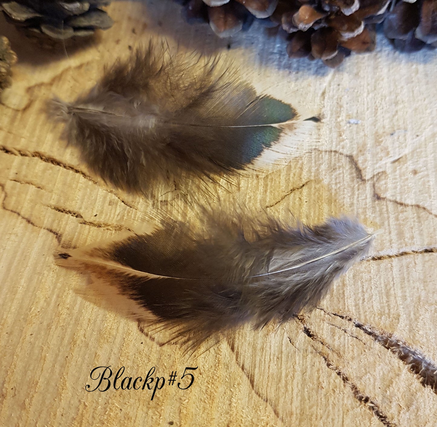 2x Black Pheasant Feathers
