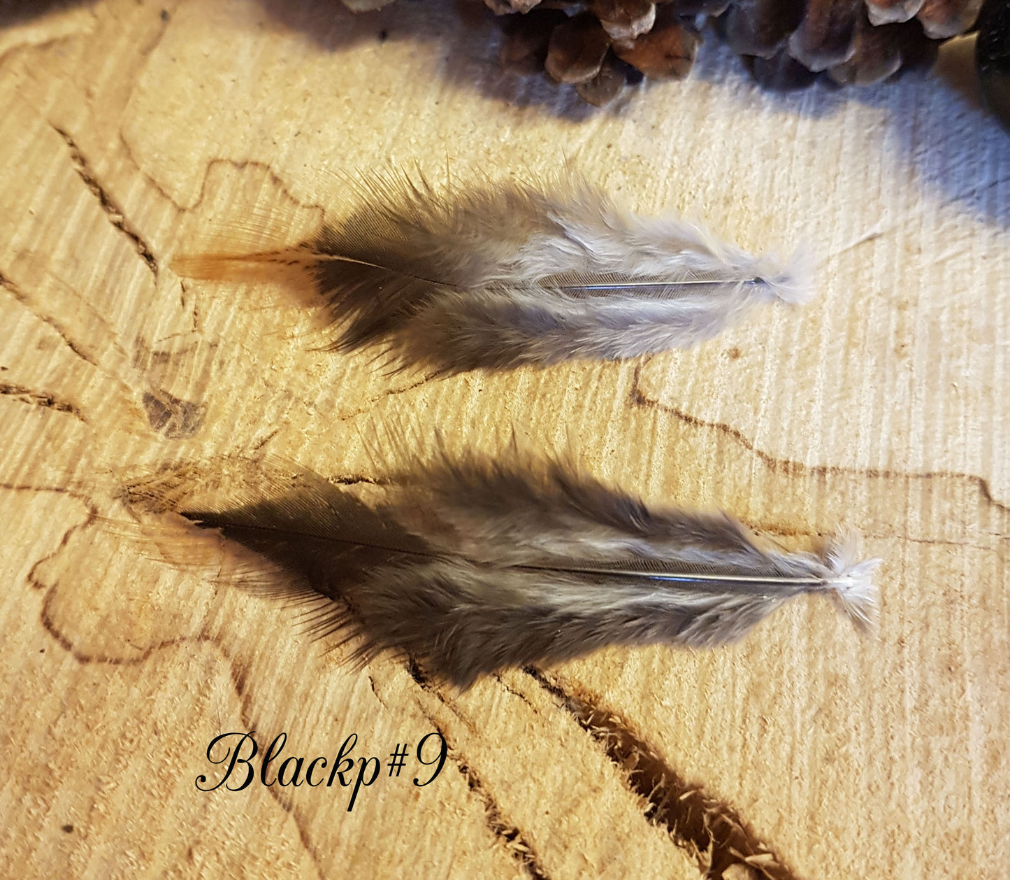 2x Black Pheasant Feathers