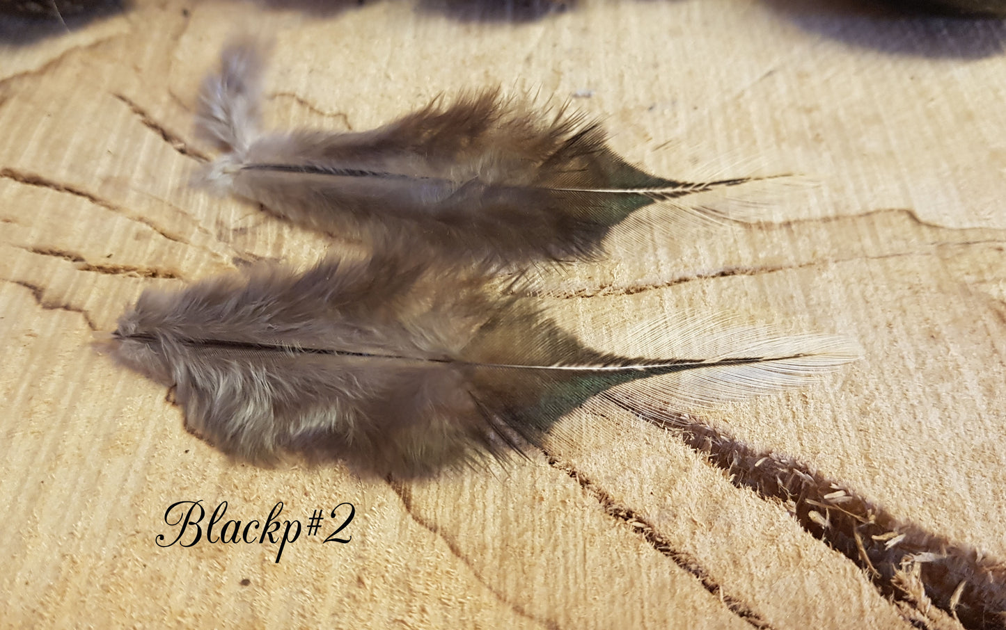 2x Black Pheasant Feathers