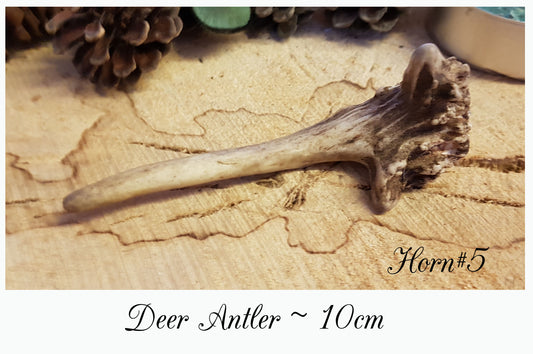 Deer Antler - #5
